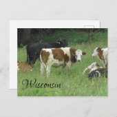 ウィスコンシン葉書と牧草地の牛の写真 ポストカード (正面/裏面)
