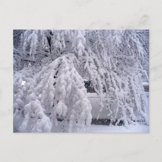 ウィスコンシン葉書の春 ポストカード (正面)