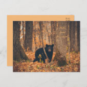 ウィスコンシン黒熊の写真 ポストカード (正面/裏面)