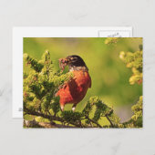 ウィスコンシン・ロビン ポストカード (正面/裏面)