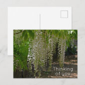 ウィステリアホワイトガーデン考えフラワーズオブユー ポストカード (正面/裏面)