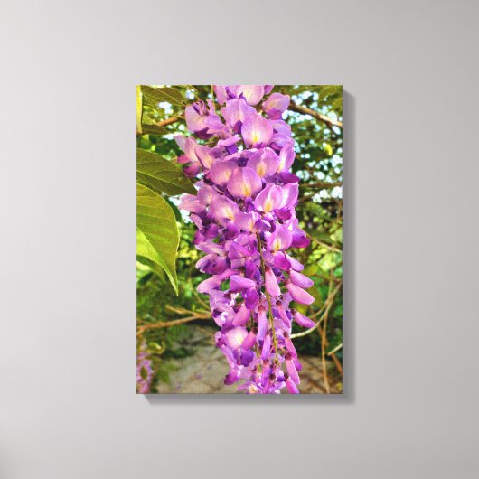 ウィステリア開花 キャンバスプリント (正面)