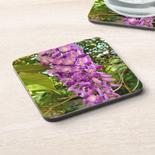 ウィステリア開花 コースター (左側)