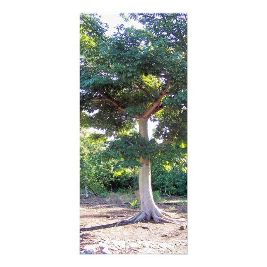 ウィズドラックカードのツリー ラックカード (正面)