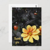 ウィズリーガーデンの黄色のダリアの花 ありがとう ポストカード (正面/裏面)