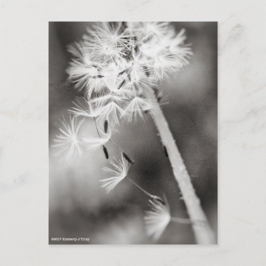 ウィッシュの送信 ポストカード (正面)