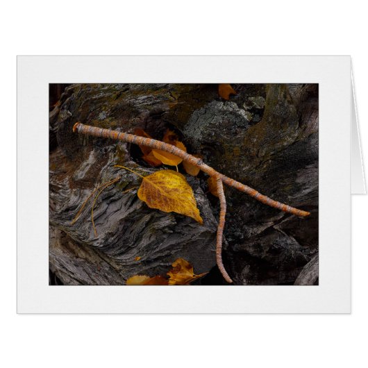 "ウィッシュポーン" (正面横)