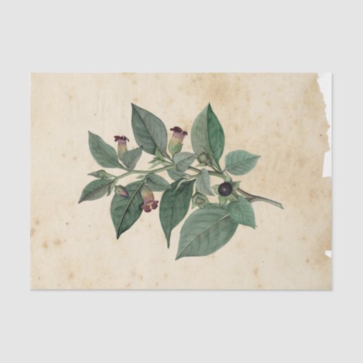 ウィッチエフエラデザインシリーズ#11 薄葉紙 (正面)