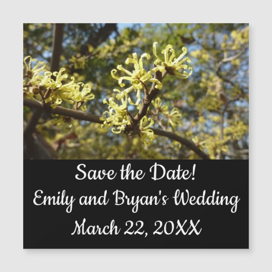 ウィッチヘイゼルフラワー (正面)