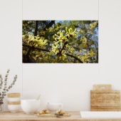 ウィッチヘイゼルフラワー ポスター (キッチン)