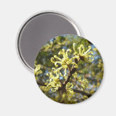 ウィッチヘイゼルフラワー マグネット (正面/裏面)