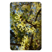 ウィッチヘイゼルフラワー マグネット (縦)