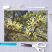 ウィッチヘイゼルフラワー 薄葉紙 (クラフト)