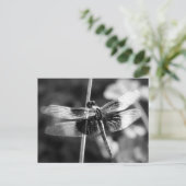 ウィドウ・スキマー・ドラゴンフライ・ブラック&ホワイト写真 ポストカード (スタンド正面)