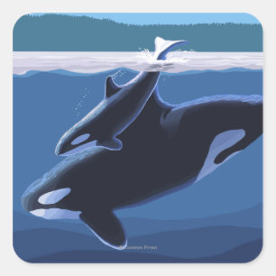 ウィドビー島、ワシントンオルカ、カーフ スクエアシール