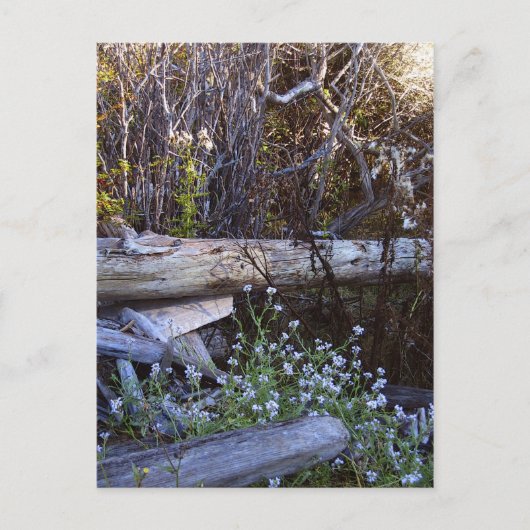 ウィドベイ島1 ポストカード (正面)