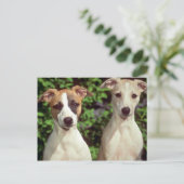 ウィペット ポストカード (スタンド正面)