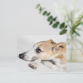 ウィペット ポストカード (スタンド正面)