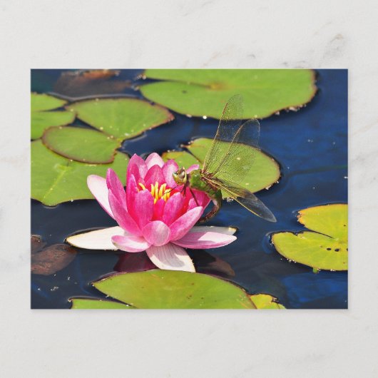 ウィムシーのはがき ポストカード (正面)