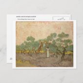 ウィメンズピッキングオリーブ(F655)ヴァンゴッホファインアート ポストカード (正面/裏面)