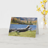 ウィリーズポン、サコ川、ノースコンウェイ、NH カード (黄色い花)