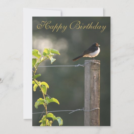 ウィリーワグテールハッピーバースデー (正面)