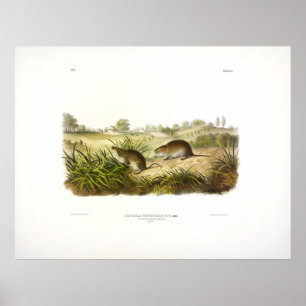 ウィルソンの牧草地マウス(牧草地の小声)by Audubon ポスター