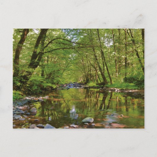 ウィルソン川の景色 ポストカード (正面)