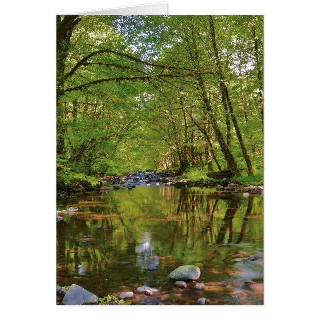 ウィルソン川の風景 (正面)