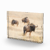 ウィルビートの写真のグループ フォトブロック (右)