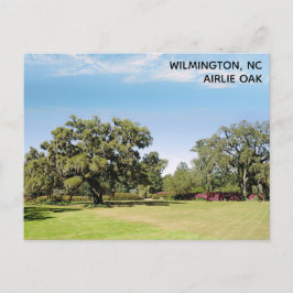 ウィルミントンNorth Carolina Airlie Oak Tree ポストカード