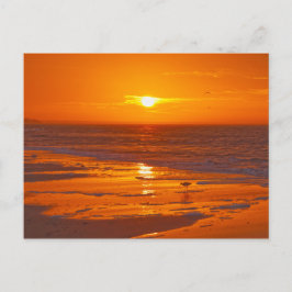 ウィレットon a Floridaビーチアットドーン ポストカード