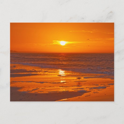 ウィレットon a Floridaビーチアットドーン ポストカード (正面)