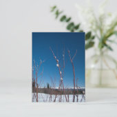 ウィローカトキンポートレート ポストカード (スタンド正面)