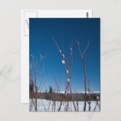 ウィローカトキンポートレート ポストカード (正面/裏面)