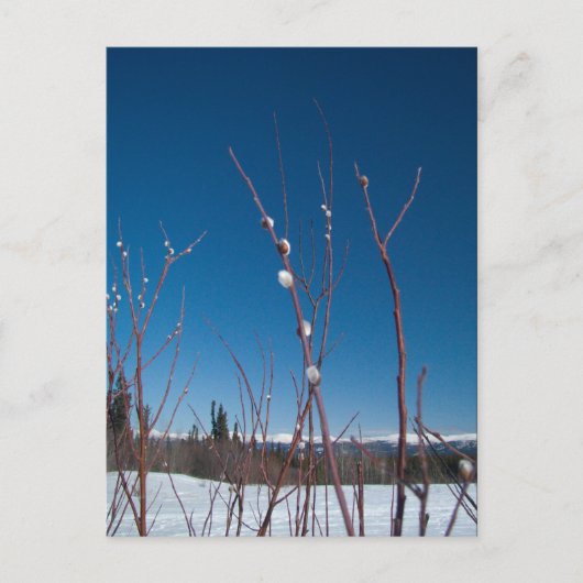 ウィローカトキンポートレート ポストカード (正面)