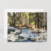 ウィローキャッツデザーズ「川の白鳥」カット紙 ポストカード (正面/裏面)