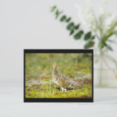 ウィロー・パルミガン ポストカード (スタンド正面)