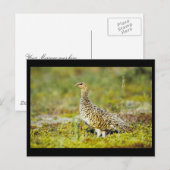 ウィロー・パルミガン ポストカード (正面/裏面)