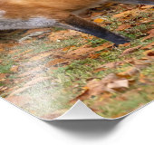 ウィンキングキツネ フォトプリント            (角)