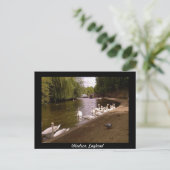 ウィンザー川テムズ川の白鳥 ポストカード (スタンド正面)