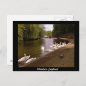 ウィンザー川テムズ川の白鳥 ポストカード (正面/裏面)