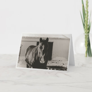 ウィンターウィリー シーズンカード