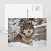 ウィンターウルフ ポストカード (正面/裏面)