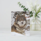 ウィンターウルフ ポストカード (スタンド正面)