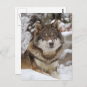 ウィンターウルフ ポストカード (正面/裏面)