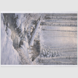 ウィンターウルフ 薄葉紙