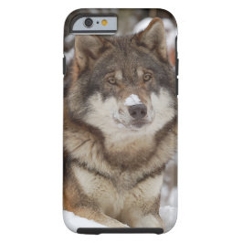 ウィンターウルフiPhone 6ケース ケース