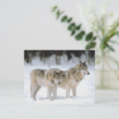 ウィンターウルブスノークリスマスホリデークリスマス シーズンポストカード (スタンド正面)