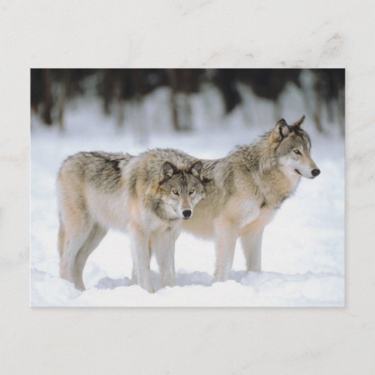 ウィンターウルブスノークリスマスホリデークリスマス シーズンポストカード (正面)